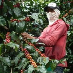 Greenbeancoffee Colombian Finca San Francisco Decaf