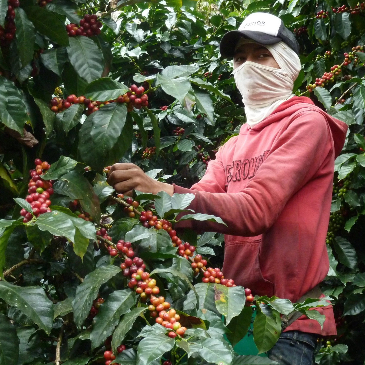 Greenbeancoffee Colombian Finca San Francisco Decaf 3 Greenbeancoffee Colombian Finca San Francisco Decaf