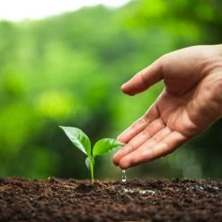 Greenbeancoffee ROASTED COFFEE Fairtrade Organic Blend