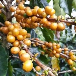 Greenbeancoffee Colombian Finca San Francisco Decaf 10 Greenbeancoffee Colombian Finca San Francisco Decaf