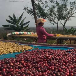 Greenbeancoffee All Green Beans Myanmar-Shwe-Ywar-Ngan-Myazedi