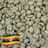 Greenbeancoffee Ugandan Robusta All Green Beans