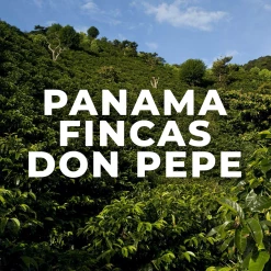 Green Bean Coffee Panama Fincas Don Pepe All Green Beans