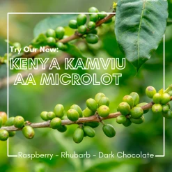 Greenbeancoffee Kenya Kamviu AA Microlot