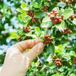 Greenbeancoffee Mexican Finca Kassandra Peaberry