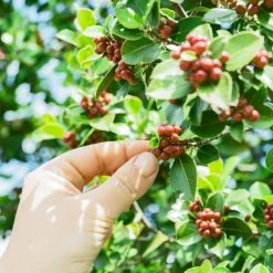 Greenbeancoffee Central & South America Mexican Finca Kassandra Peaberry